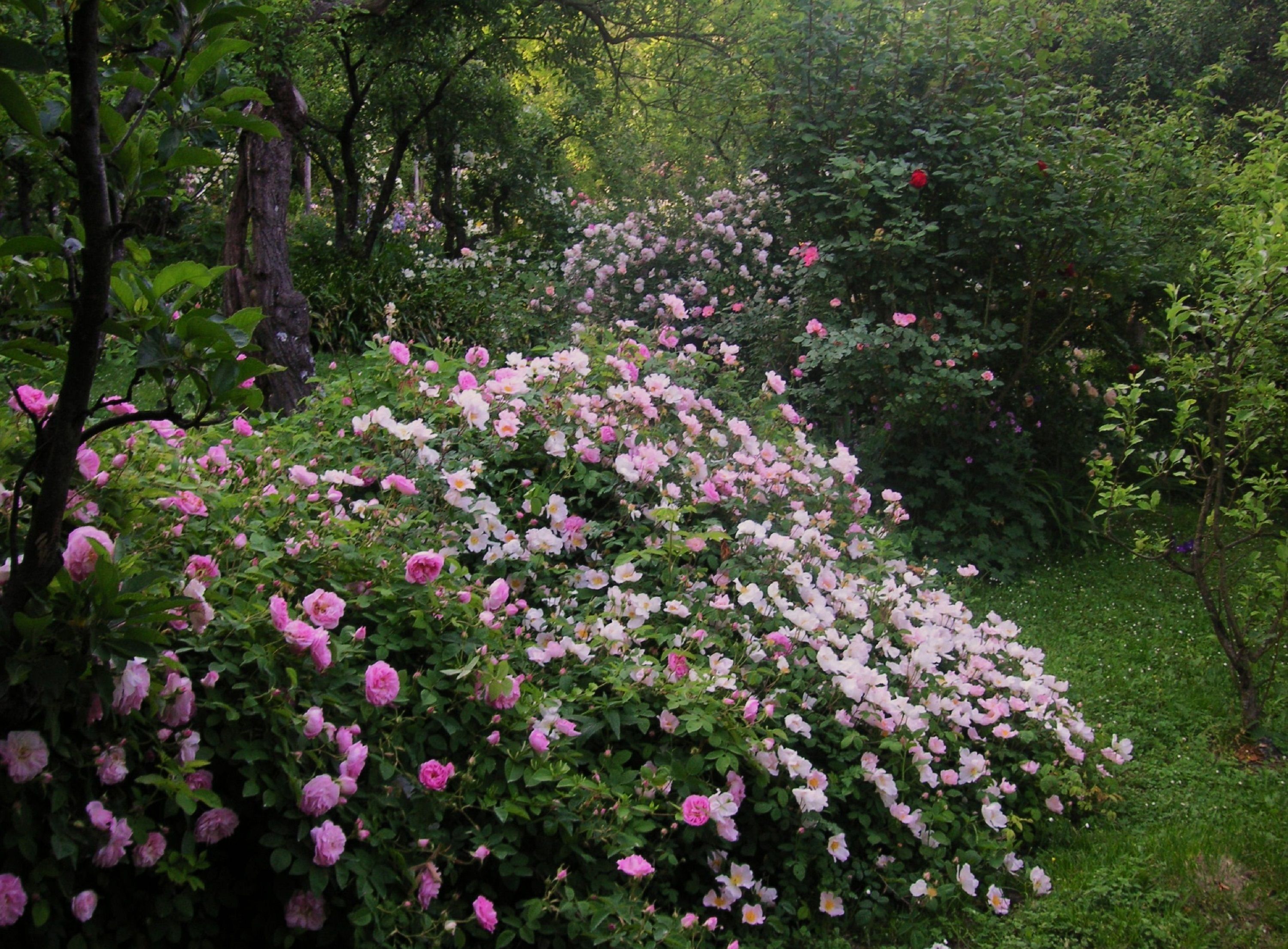 Een tuin met weelderige beplanting en bloeiende roze en witte bloemen.