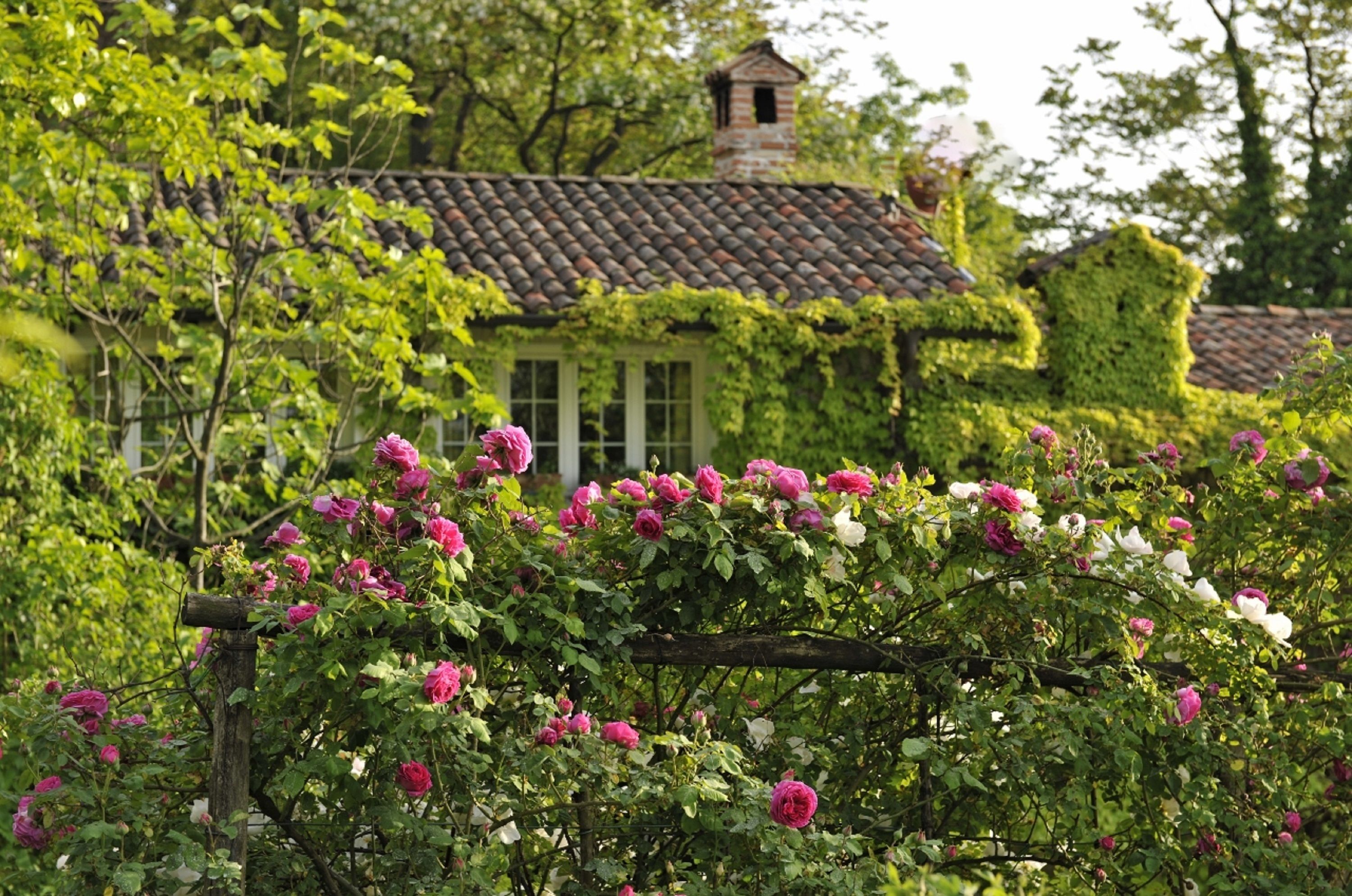 A garden with roses in front of a house with a tiled roof and ivy.