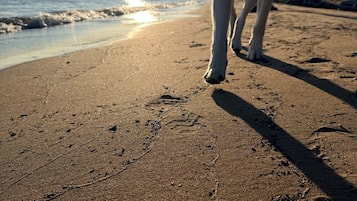 Un cane passeggia su una spiaggia sabbiosa, con impronte e l'oceano sullo sfondo.