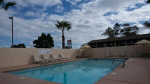A swimming pool with lounge chairs and a palm tree.