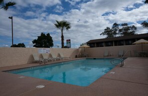 A swimming pool with lounge chairs and a palm tree.