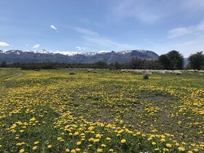 Ein Feld voller gelber Blumen mit einem Bergmassiv im Hintergrund.