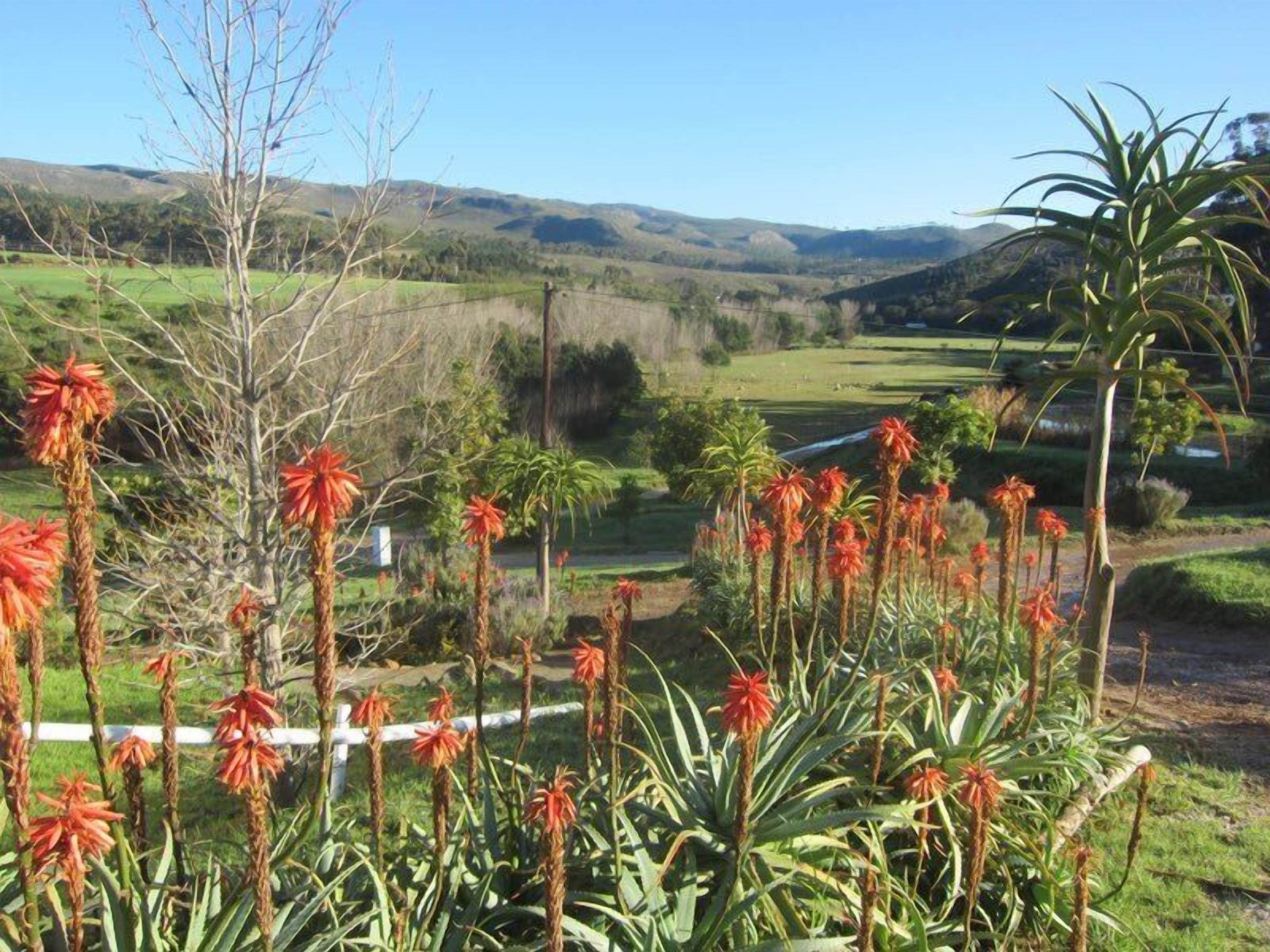 A landscape with a variety of plants, including tall red flowers and palm-like plants, with a backdrop of rolling hills and a clear sky.