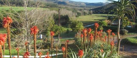 A landscape with a variety of plants, including tall red flowers and palm-like plants, with a backdrop of rolling hills and a clear sky.