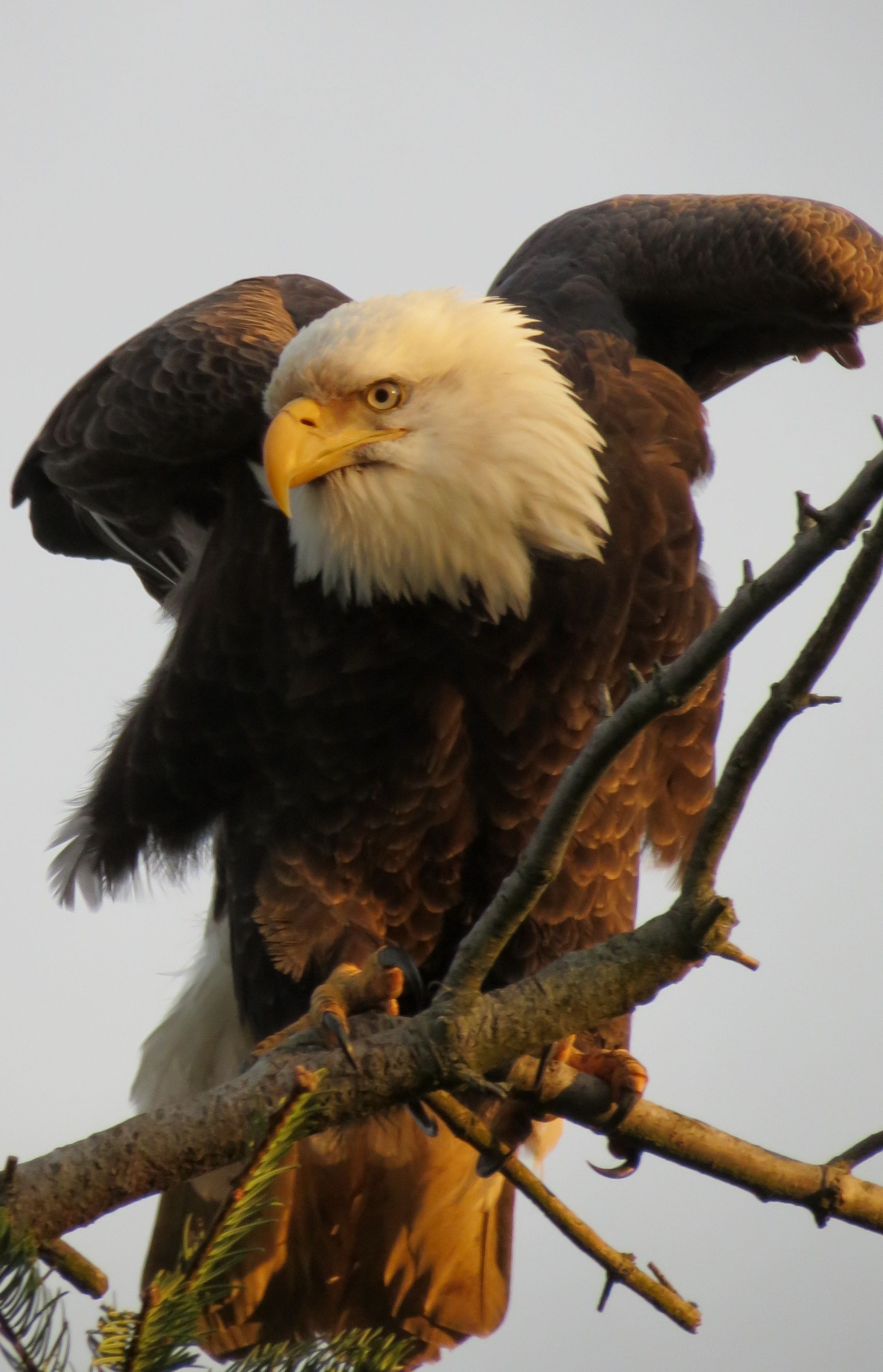 Foto - Greenhouse Inn by the Bay