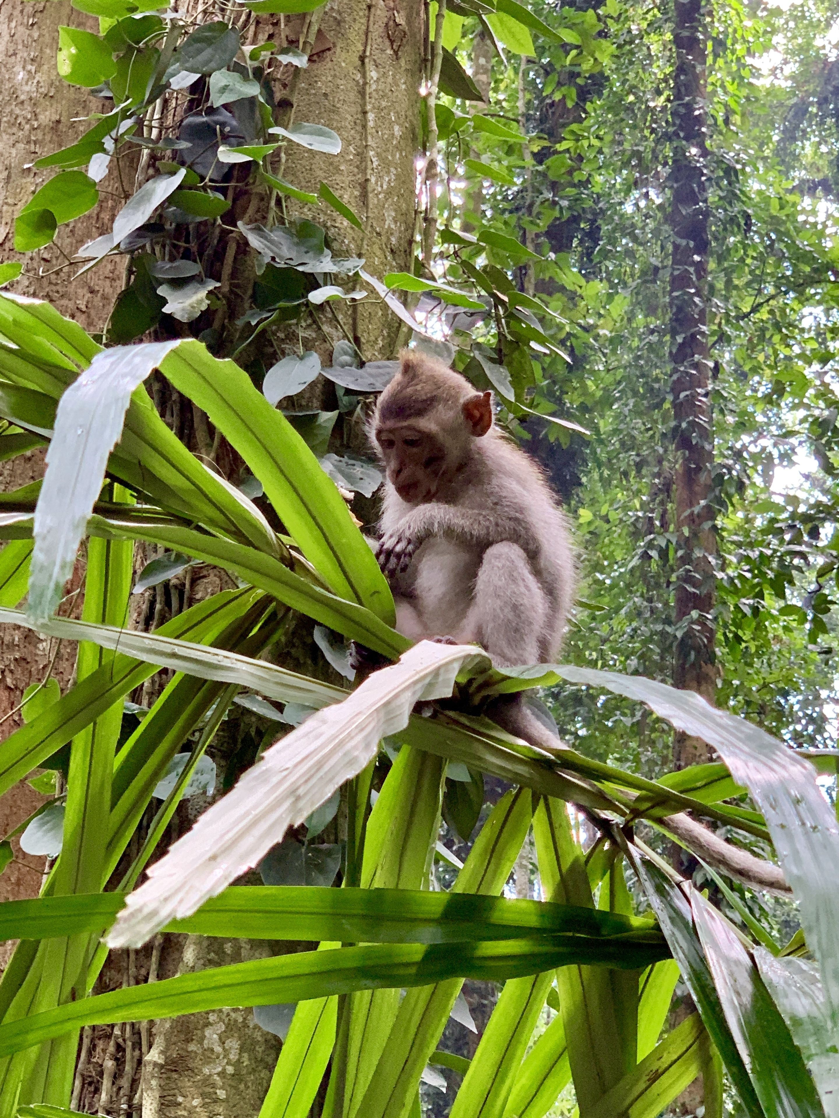 Foto - Angel House Ubud Eco Villa