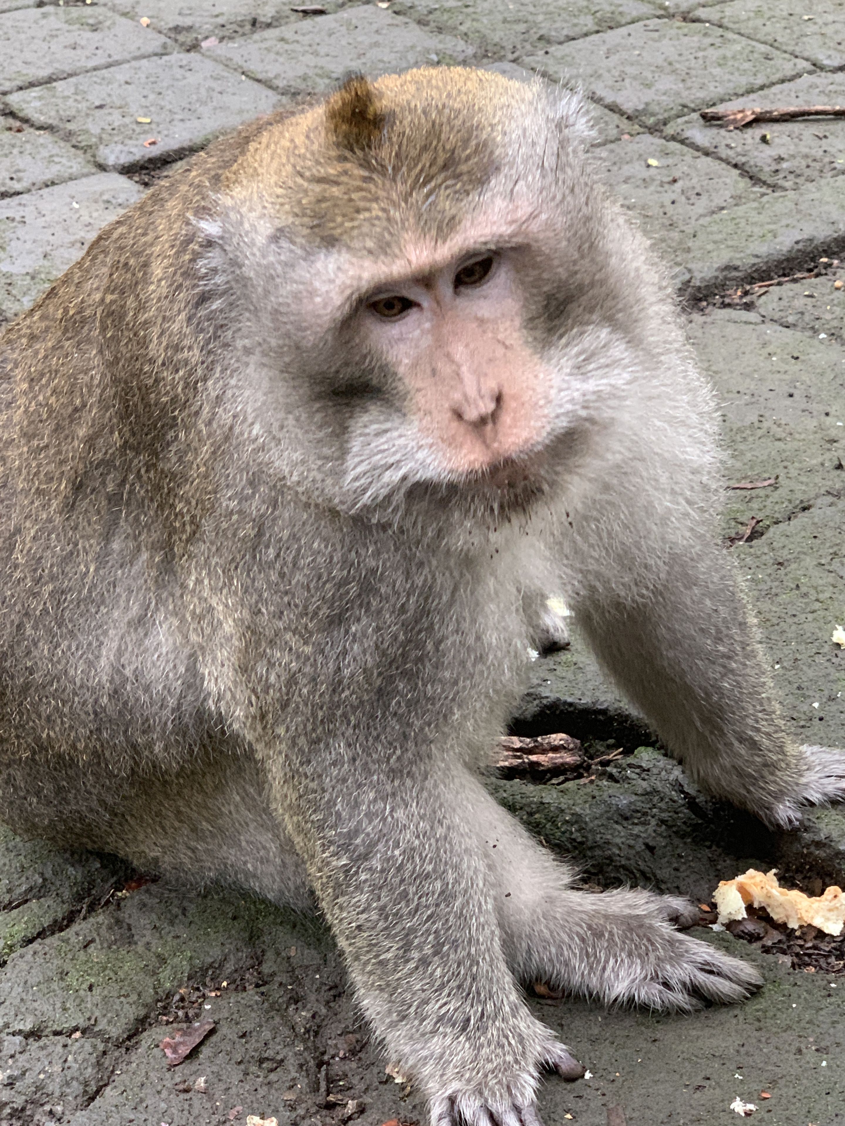 Photo - Angel House Ubud Eco Villa