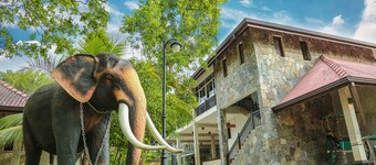 Oak Ray Elephant Lake