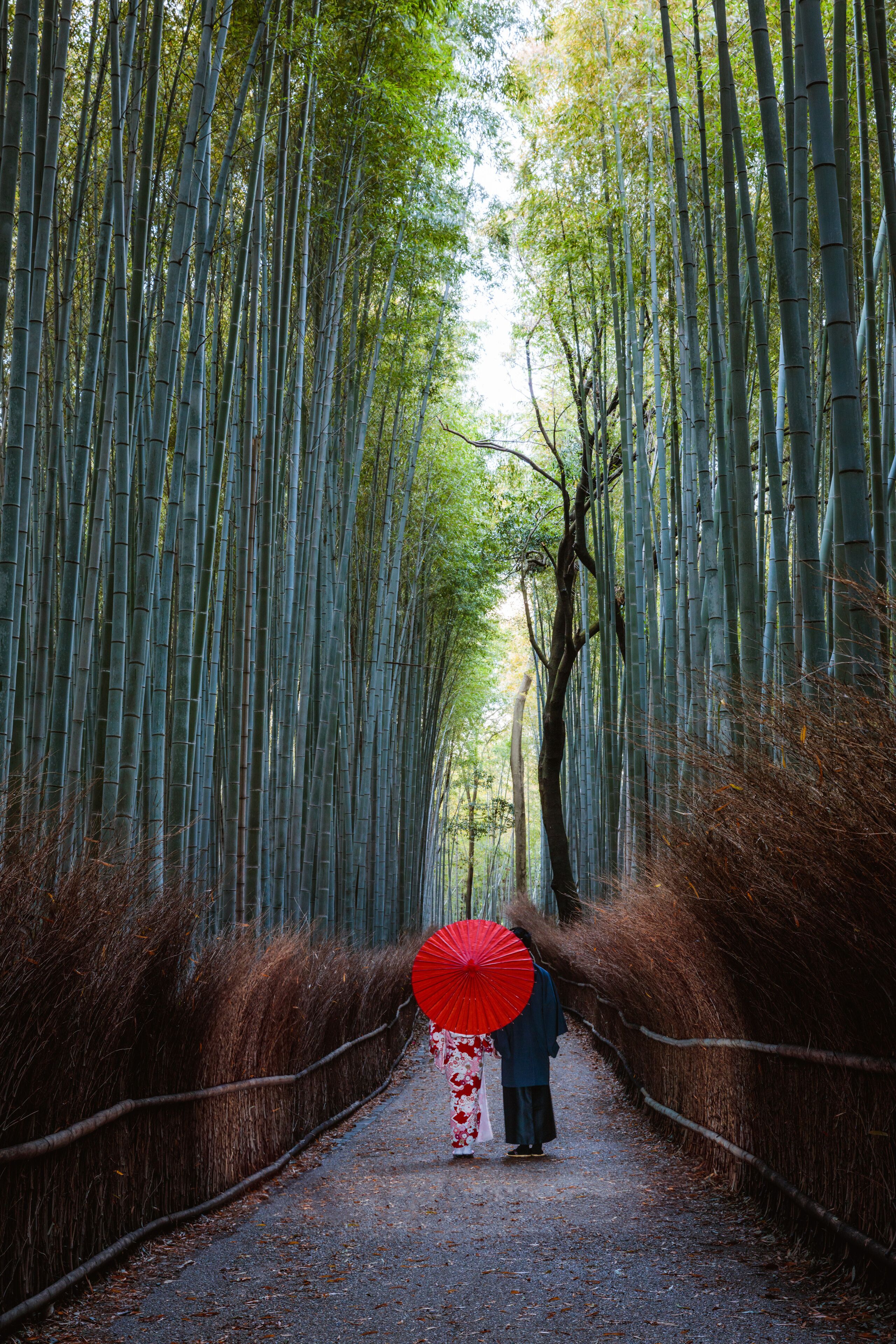 A pathway flanked by tall bamboo trees.