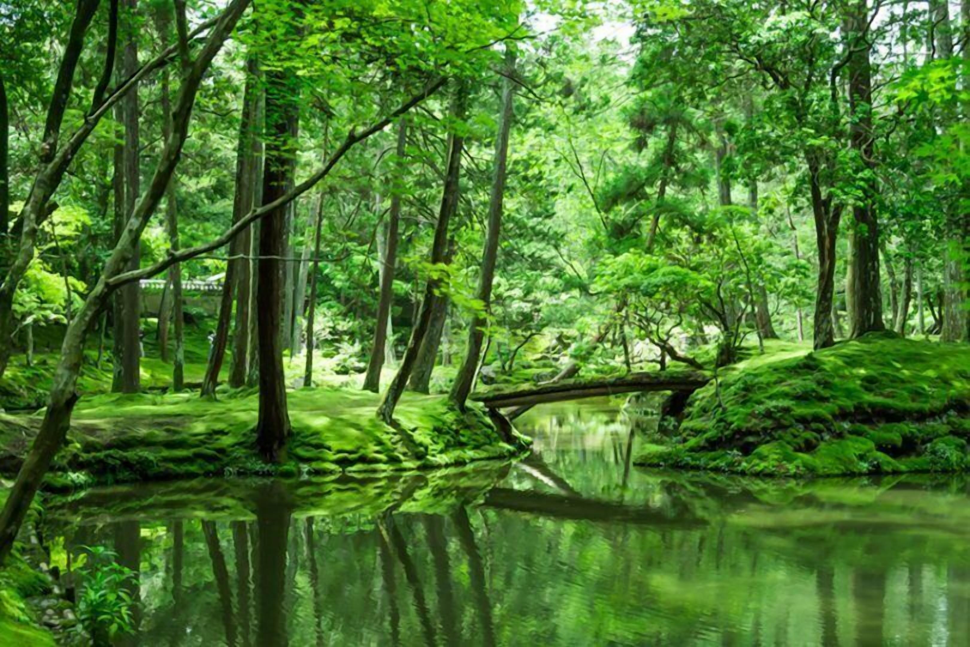A serene forest scene with a calm pond reflecting trees and a fallen tree in the center.