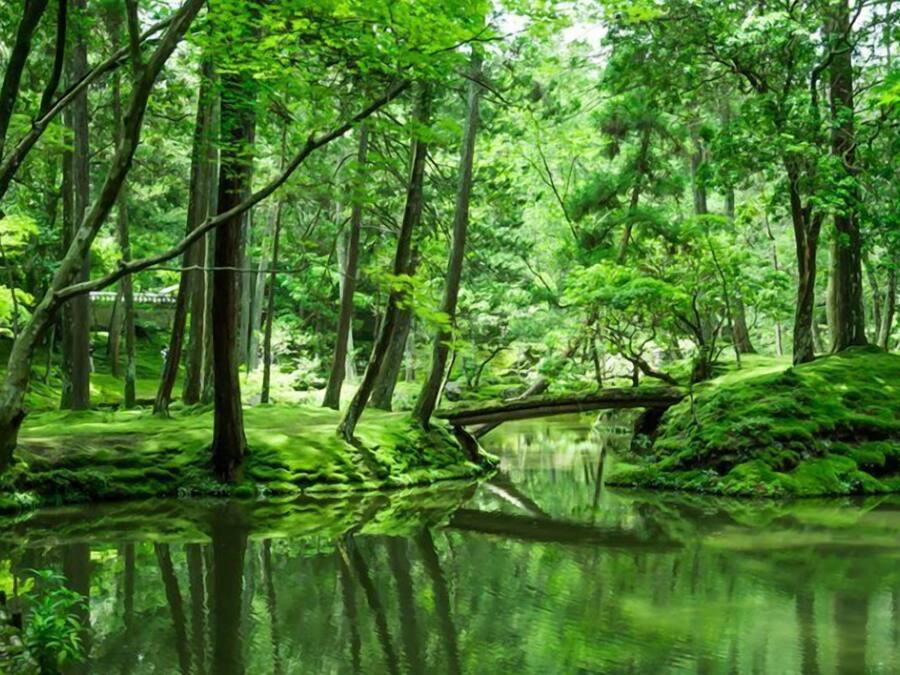 A serene forest scene with a calm pond reflecting trees and a fallen tree in the center.