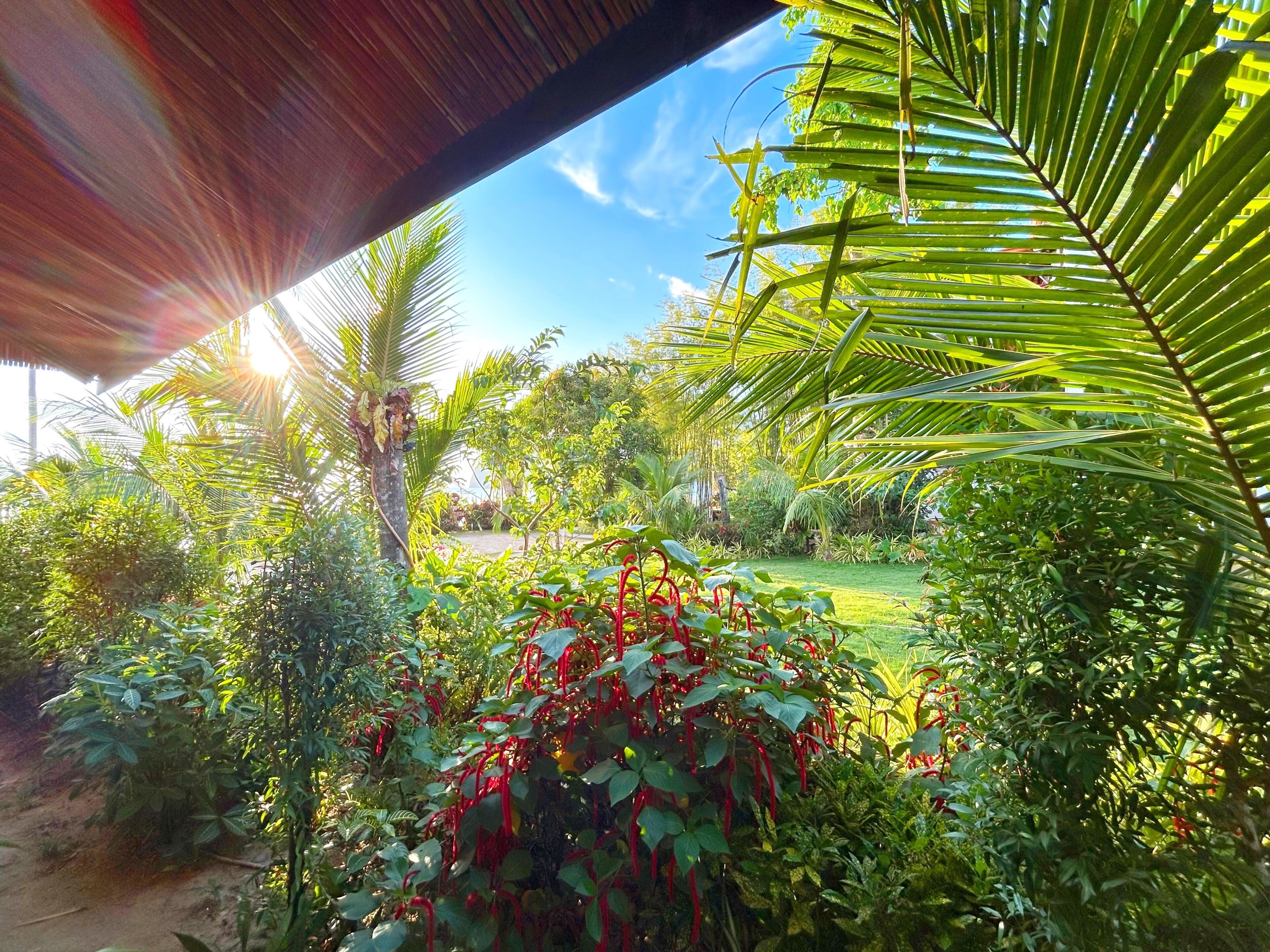 Garden view