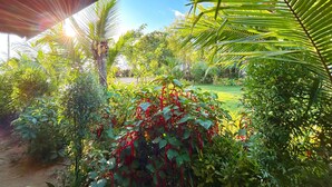 Un jardin luxuriant, avec une grande variété de plantes, et un ciel dégagé.
