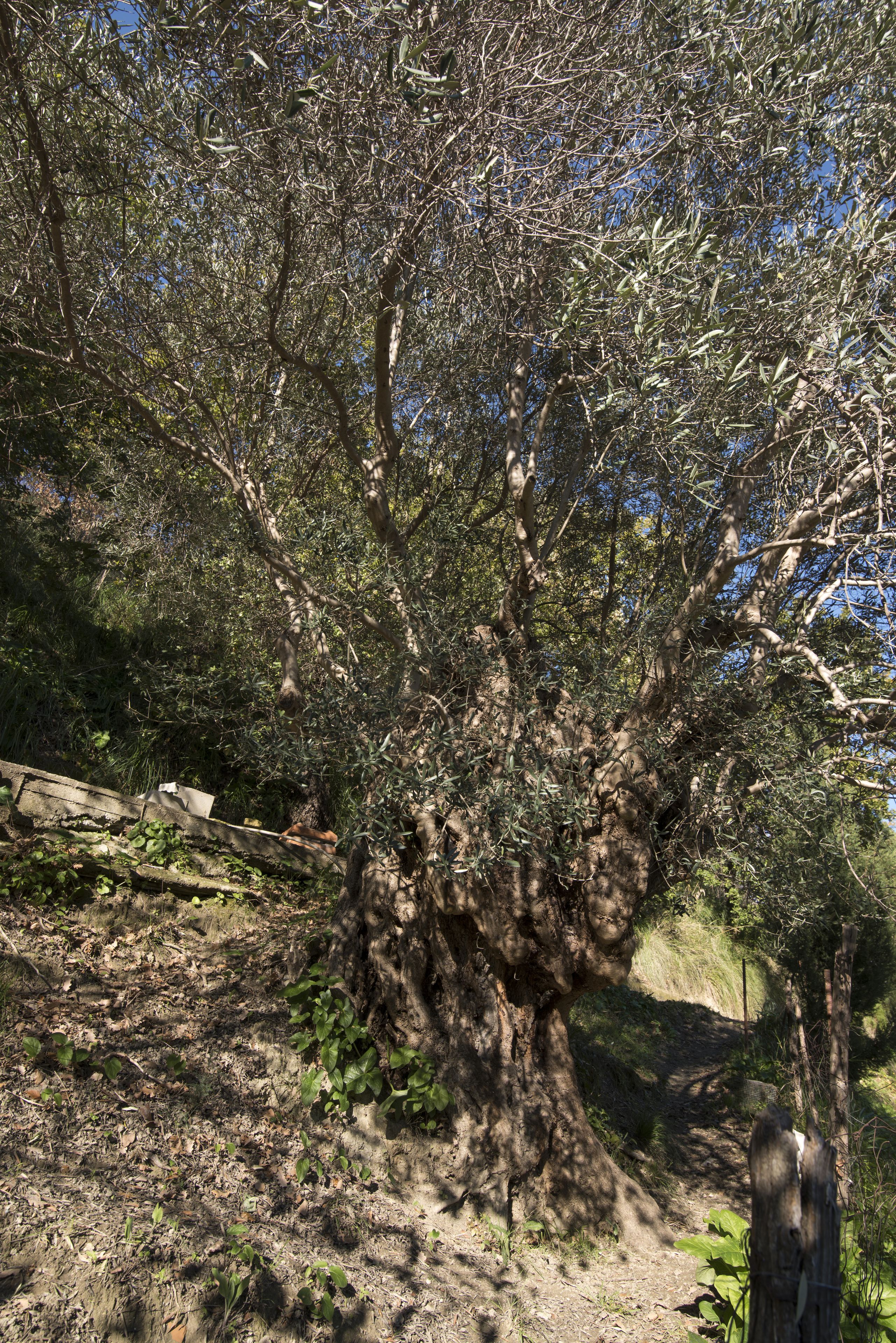 A large tree with a thick trunk and dense foliage, surrounded by a natural landscape.