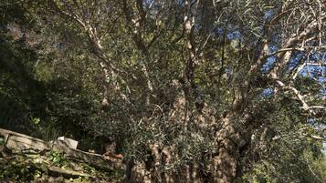 Un gran árbol de tronco grueso y follaje denso, rodeado por un paisaje natural.