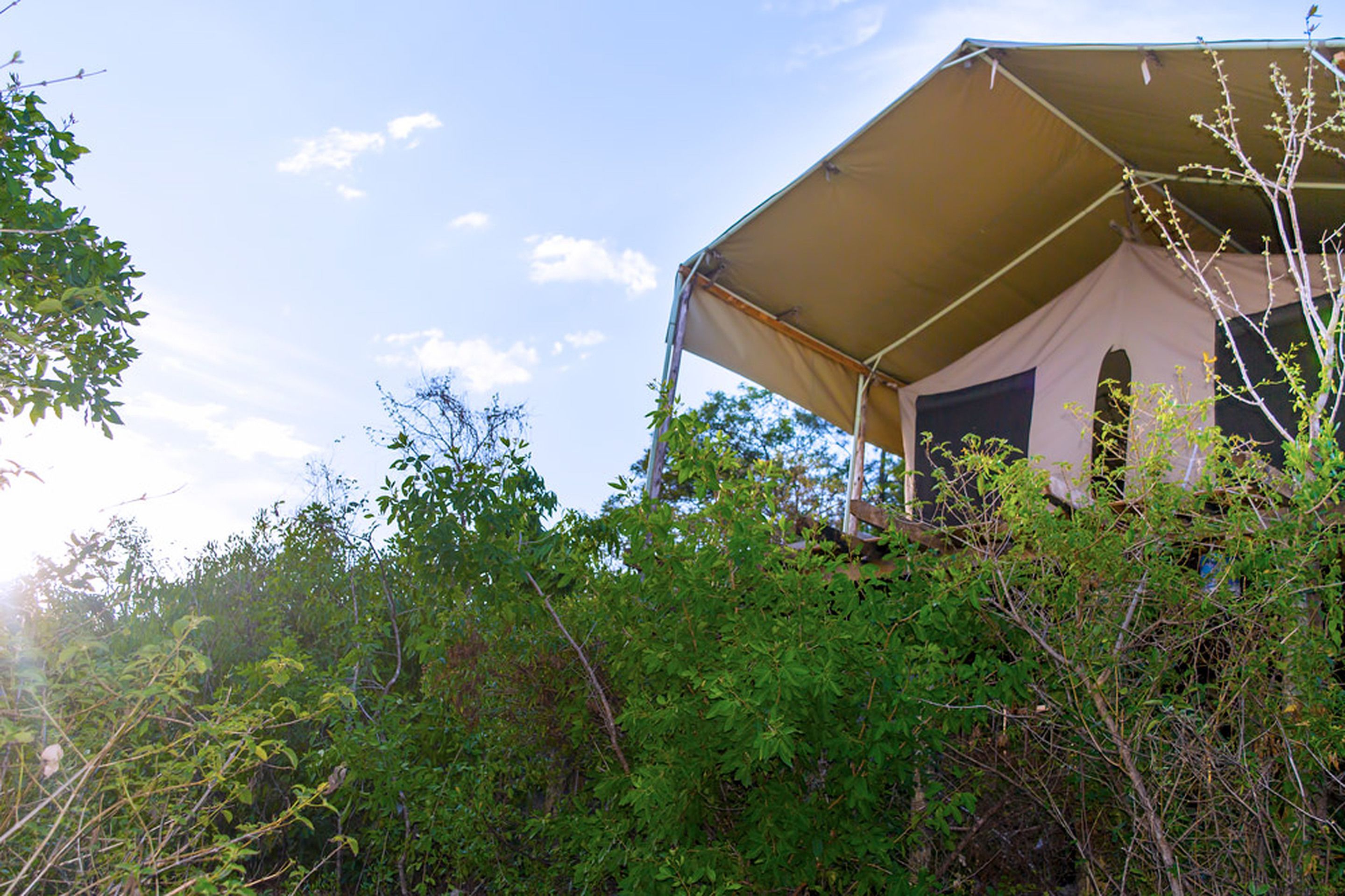 A tent set up in a forested area with dense foliage around.