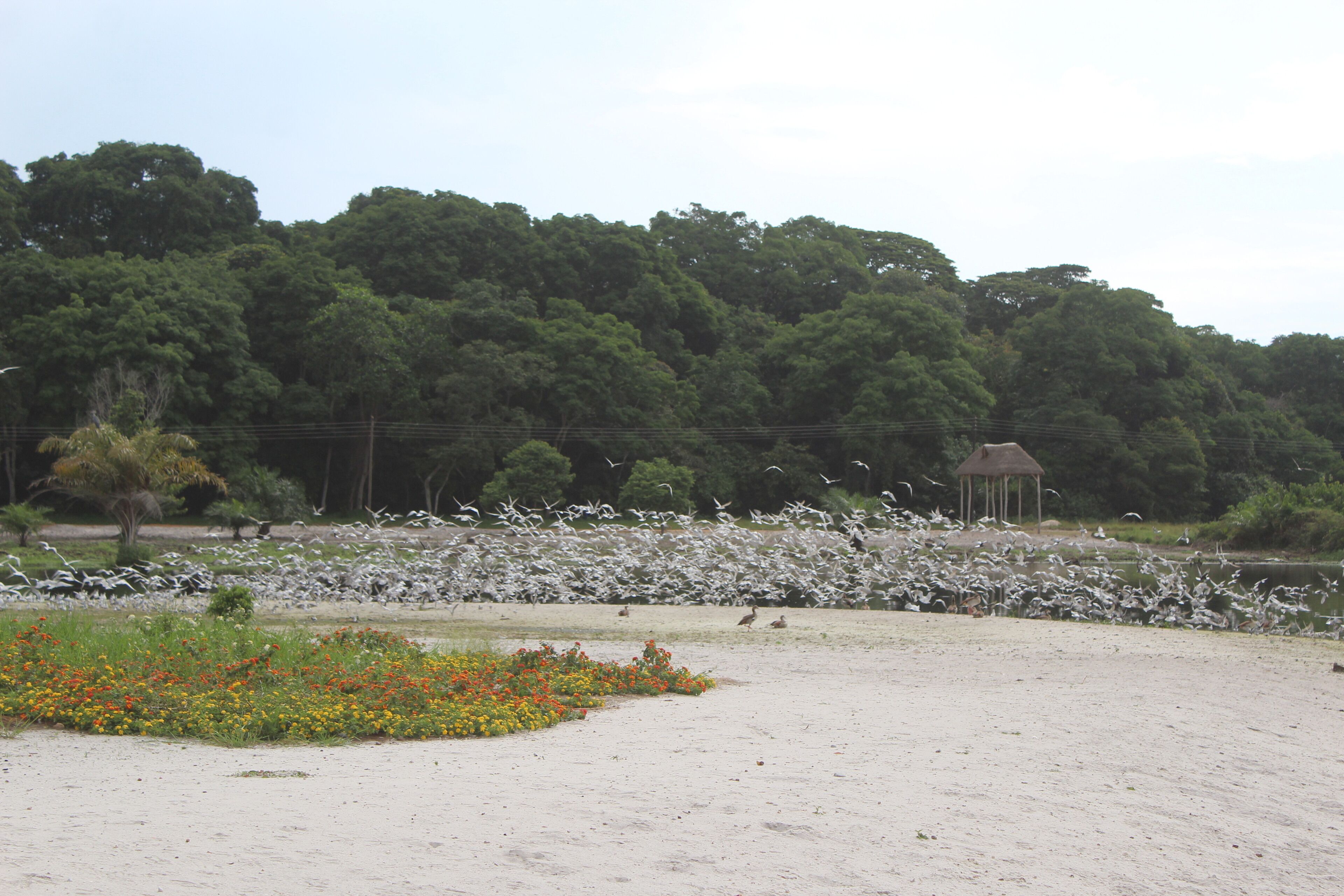 A sandy area with a small garden of colorful flowers and a gazebo in the background.