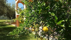 Taman