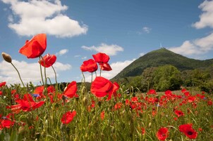 Un campo de amapolas rojas con una colina y una turbina eólica al fondo.