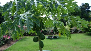 A garden with a papaya tree in a circular planter, surrounded by a well-maintained lawn and various flowering plants. - Hilltop Boosa (Boossa)