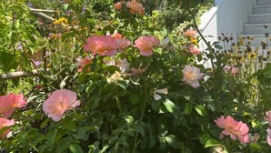 A garden with pink flowers and a white building with a staircase. - Club Afrodit (Edremit)