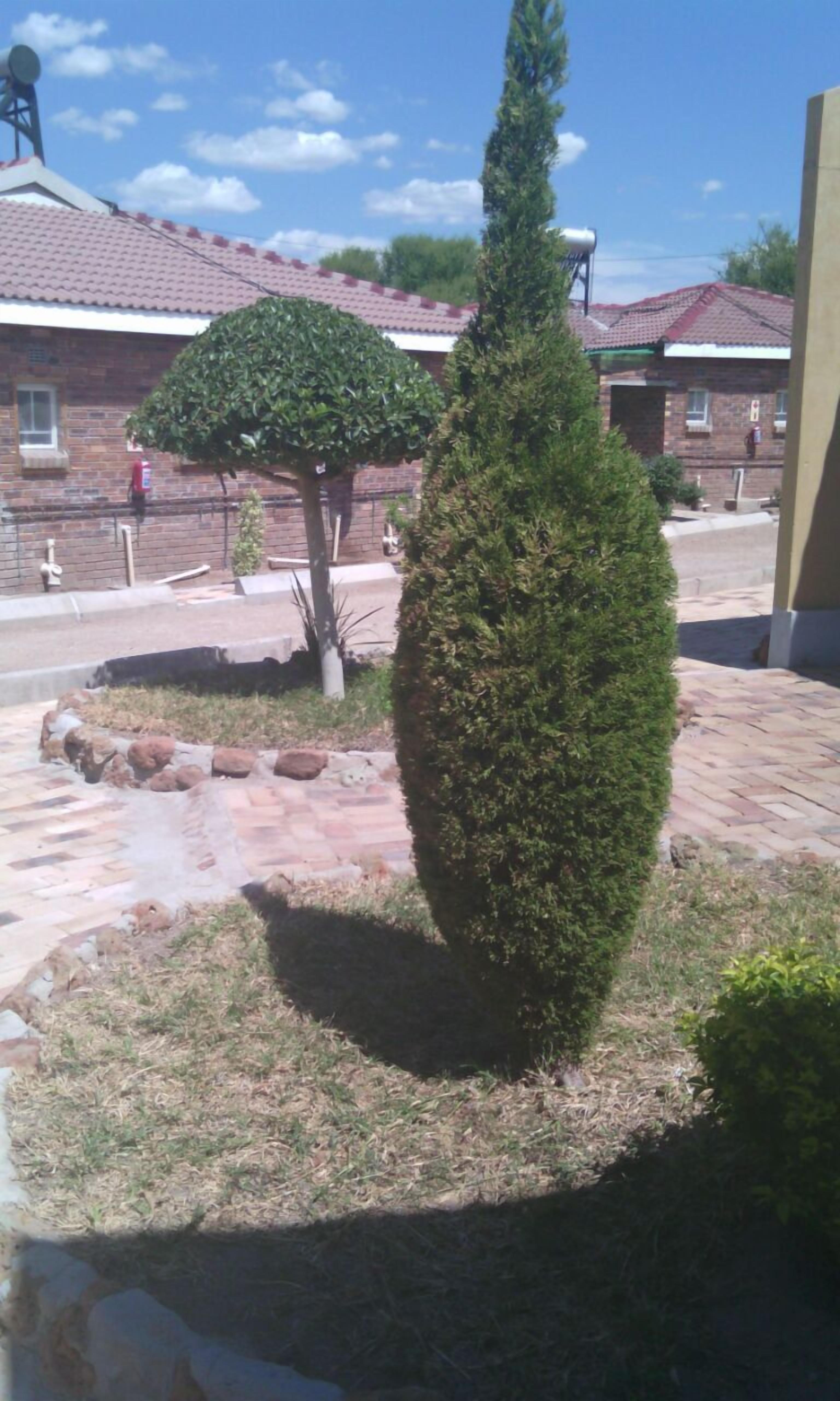 A well-maintained garden with a tall, conical tree, a small shrub, and a brick pathway.