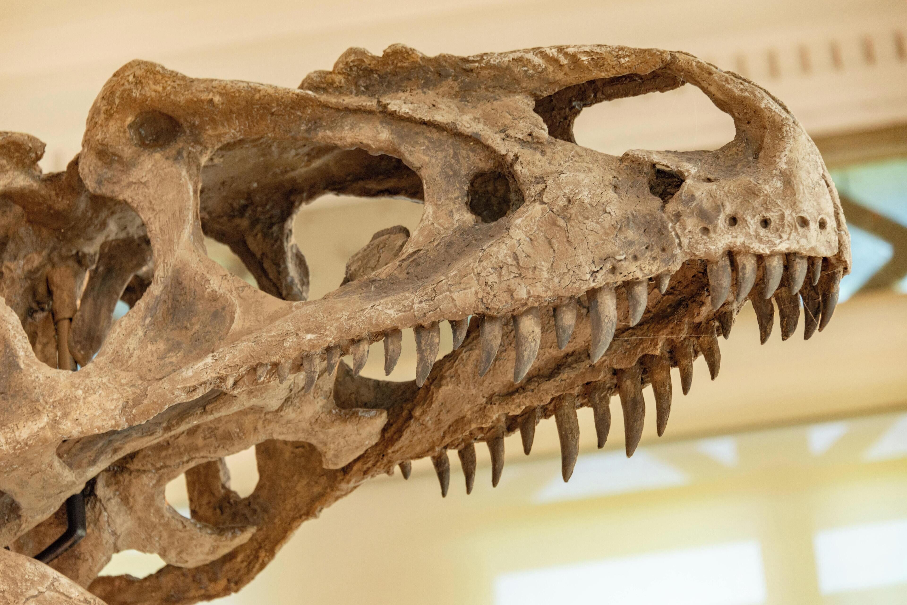 A dinosaur skull exhibit.