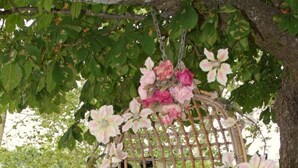 Un fauteuil suspendu en osier, doté de coussins à rayures, placé sous un arbre aux fleurs roses, près d’une étendue d’eau et d’une pelouse verdoyante.