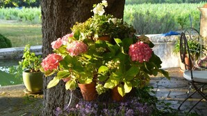 Un arbre avec un pot de fleurs à sa base, contenant des fleurs roses et des fleurs violettes.