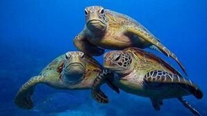 Drei Meeresschildkröten schwimmen im Meer.