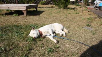 A white dog lying on a grassy area with a blue leash.