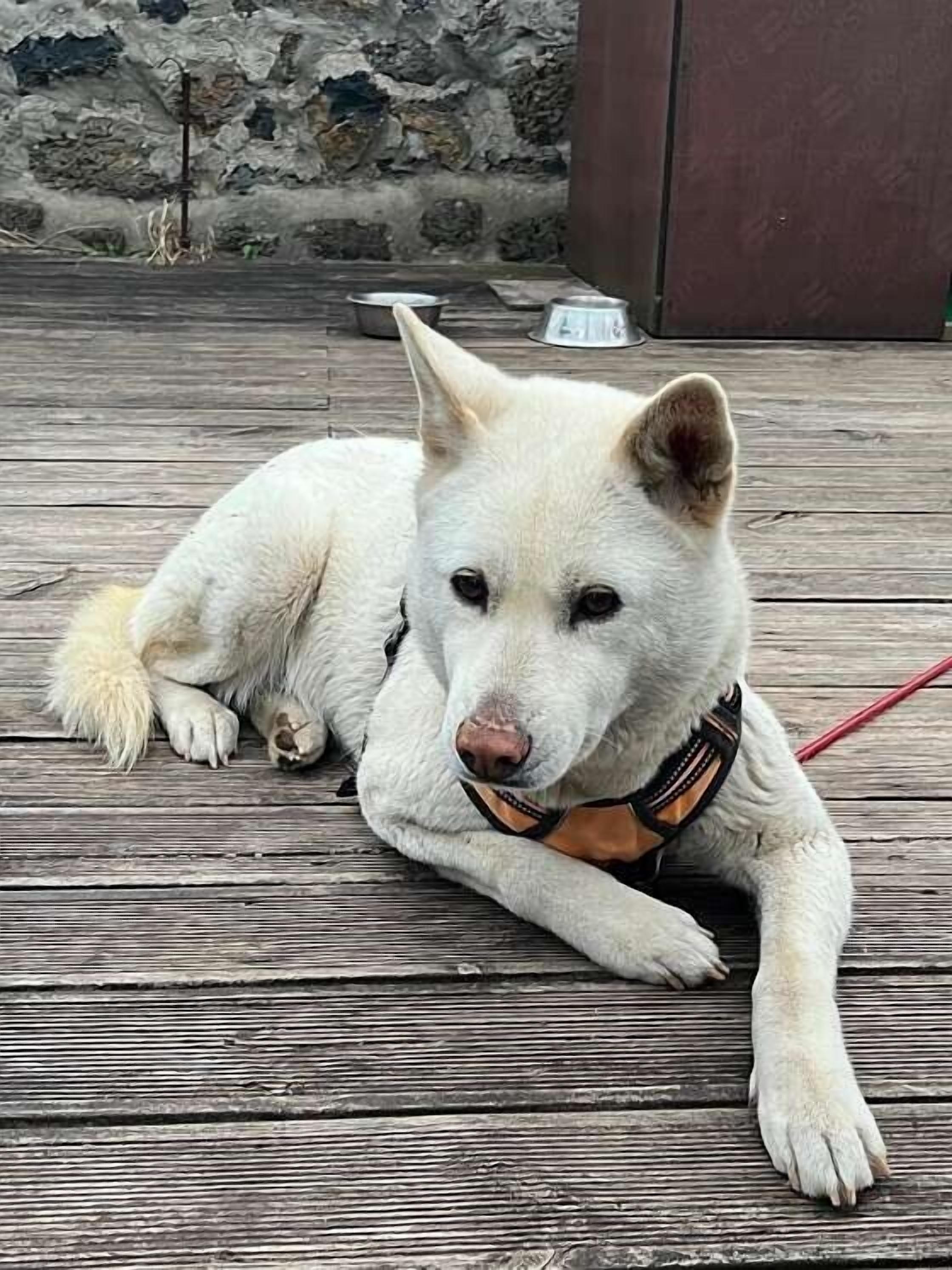 Un perro blanco recostado sobre una terraza de madera, con correa.