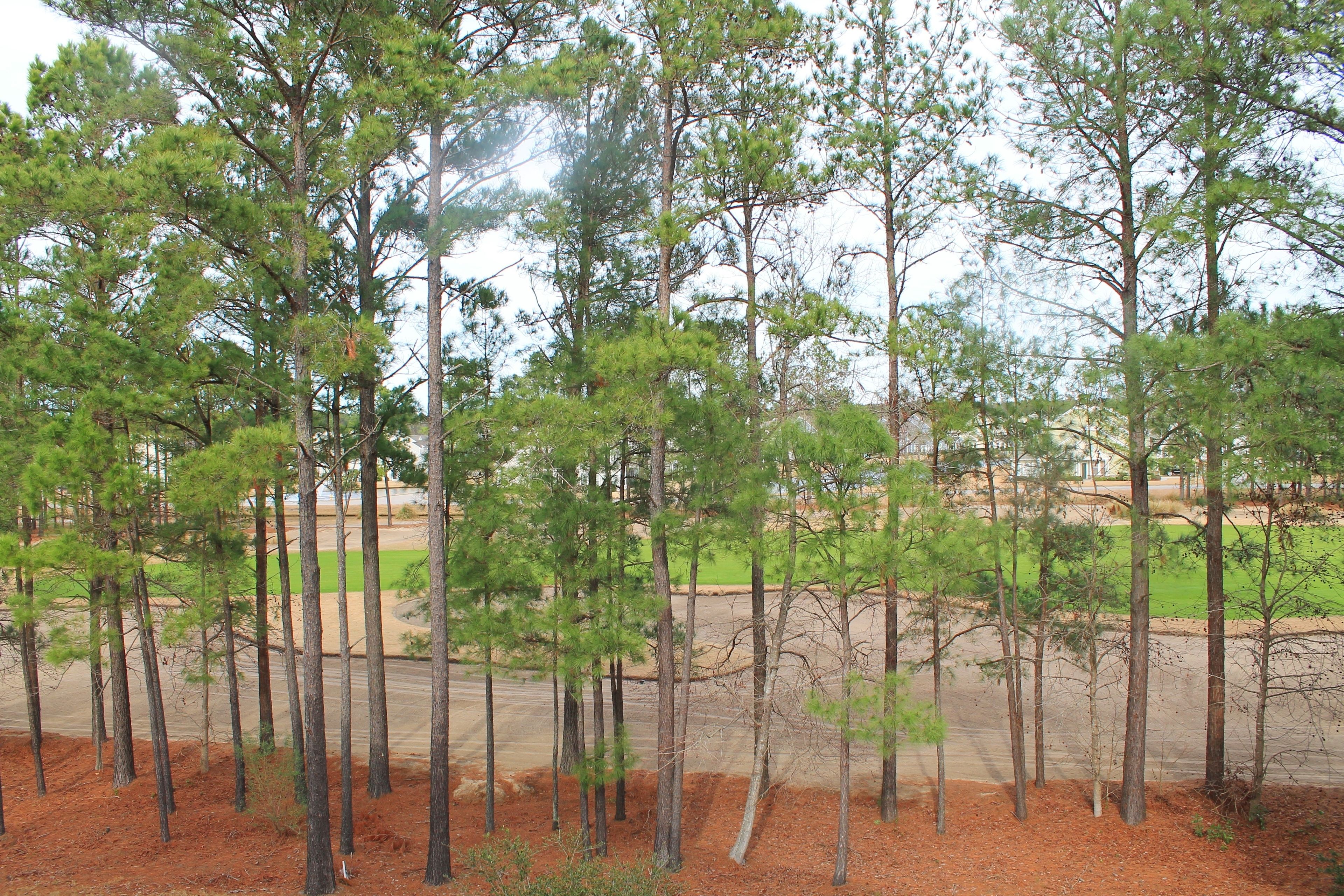A forested area with tall pine trees and a dirt path.