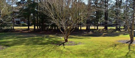 A grassy area with a small tree and a building in the background.