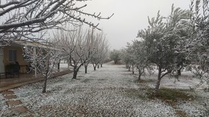 A snow-covered orchard with trees and a pathway. - Finca Fisterra (Fray Luis Beltrán)