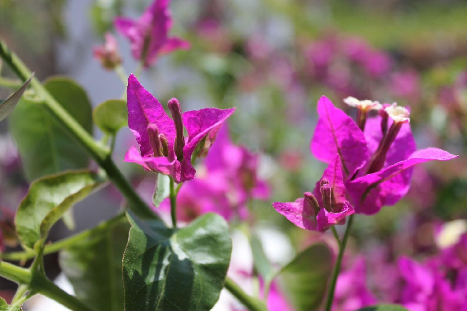 Foto - Unique Galini Oia - Adults Only