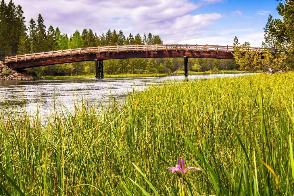 A wooden bridge over a river with tall grass in the foreground.