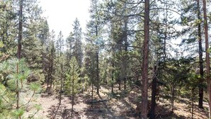A dense forest with tall pine trees and a clear sky. - Rogue 19 (Bend)