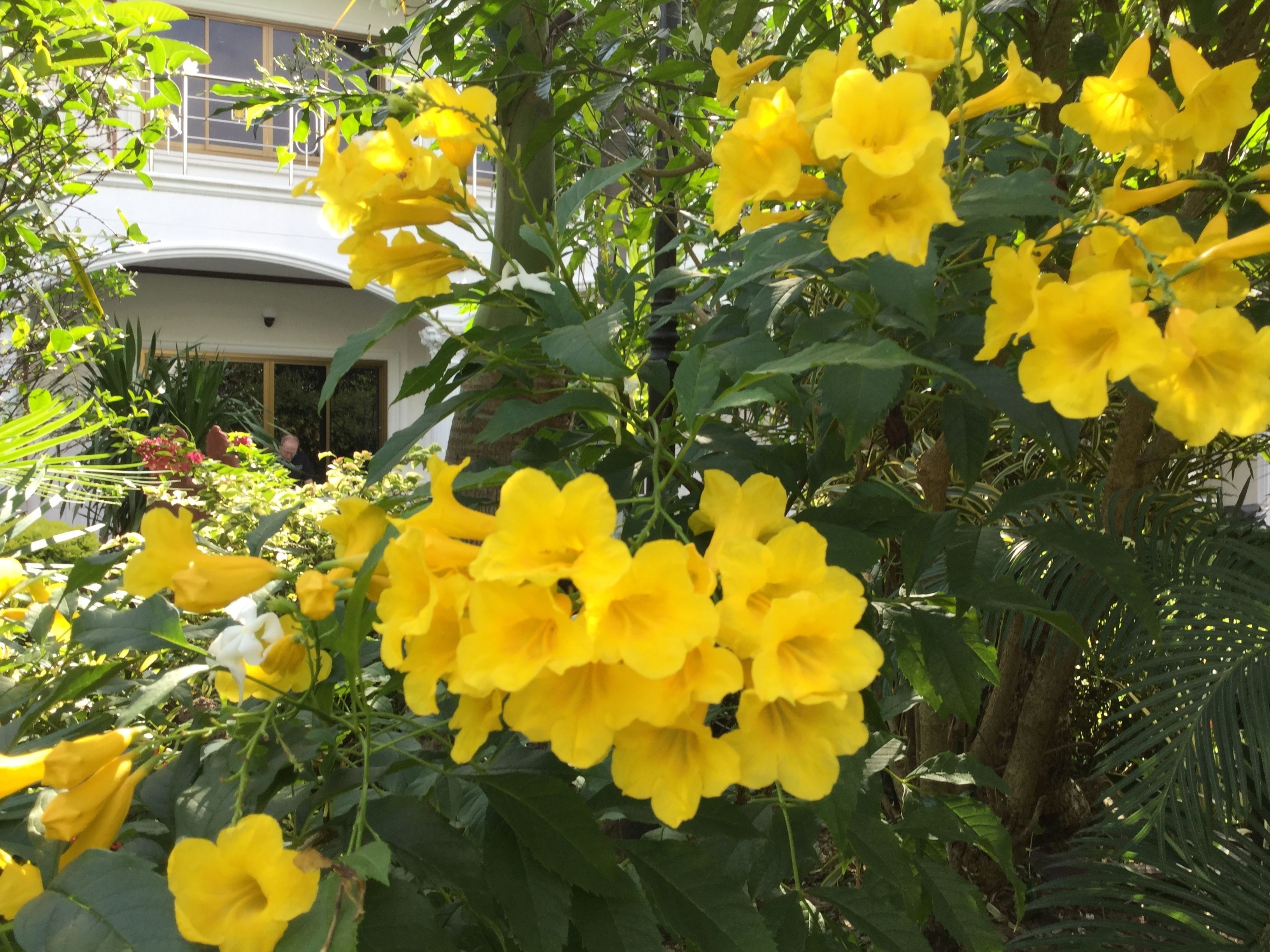 Un jardín con flores amarillas y un edificio al fondo.