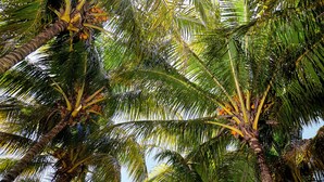A dense cluster of palm trees with sunlight filtering through the leaves.