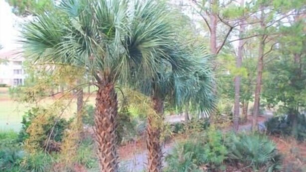 A palm tree with a thick trunk and a dense canopy of green fronds, surrounded by various shrubs and trees in a landscaped area. - 522 Cypress Bend (North Myrtle Beach)