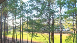 A view of a golf course with tall pine trees and a building in the background.