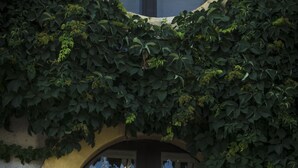 Un bâtiment doté d’une grande fenêtre en arc de cercle et d’une porte, en partie recouverte d’un épais lierre vert.