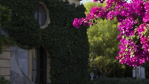 Un bâtiment partiellement recouvert de lierre et agrémenté d’un magnifique buisson de bougainvilliers aux couleurs vives.