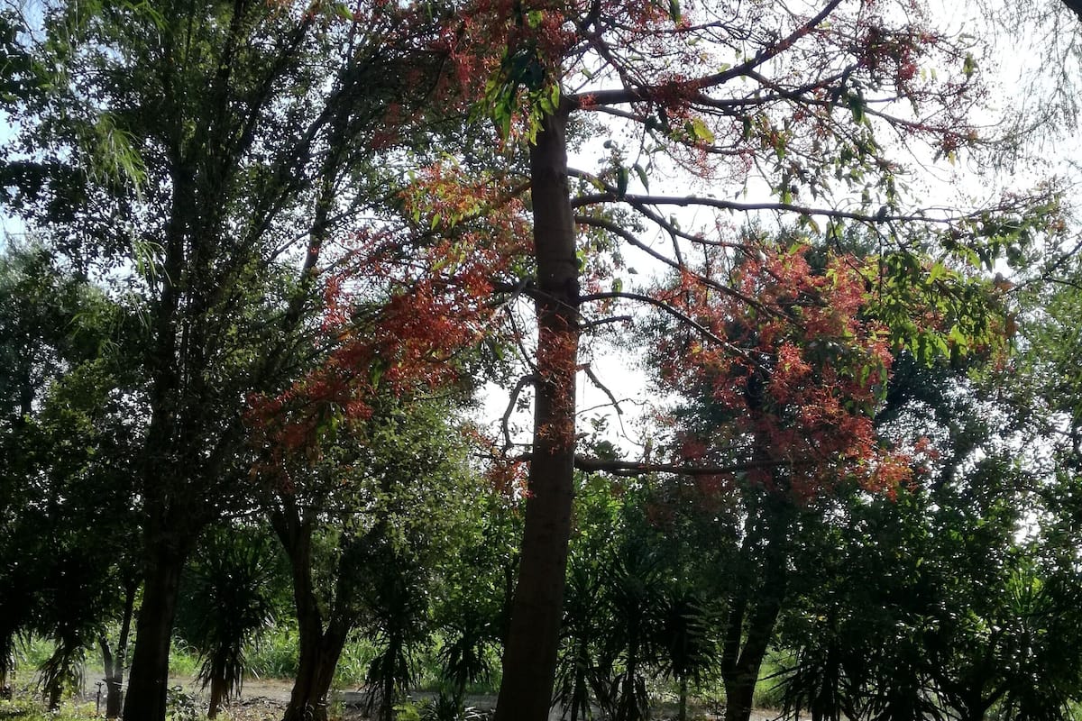 A park with trees, grass, and a wooden bench.