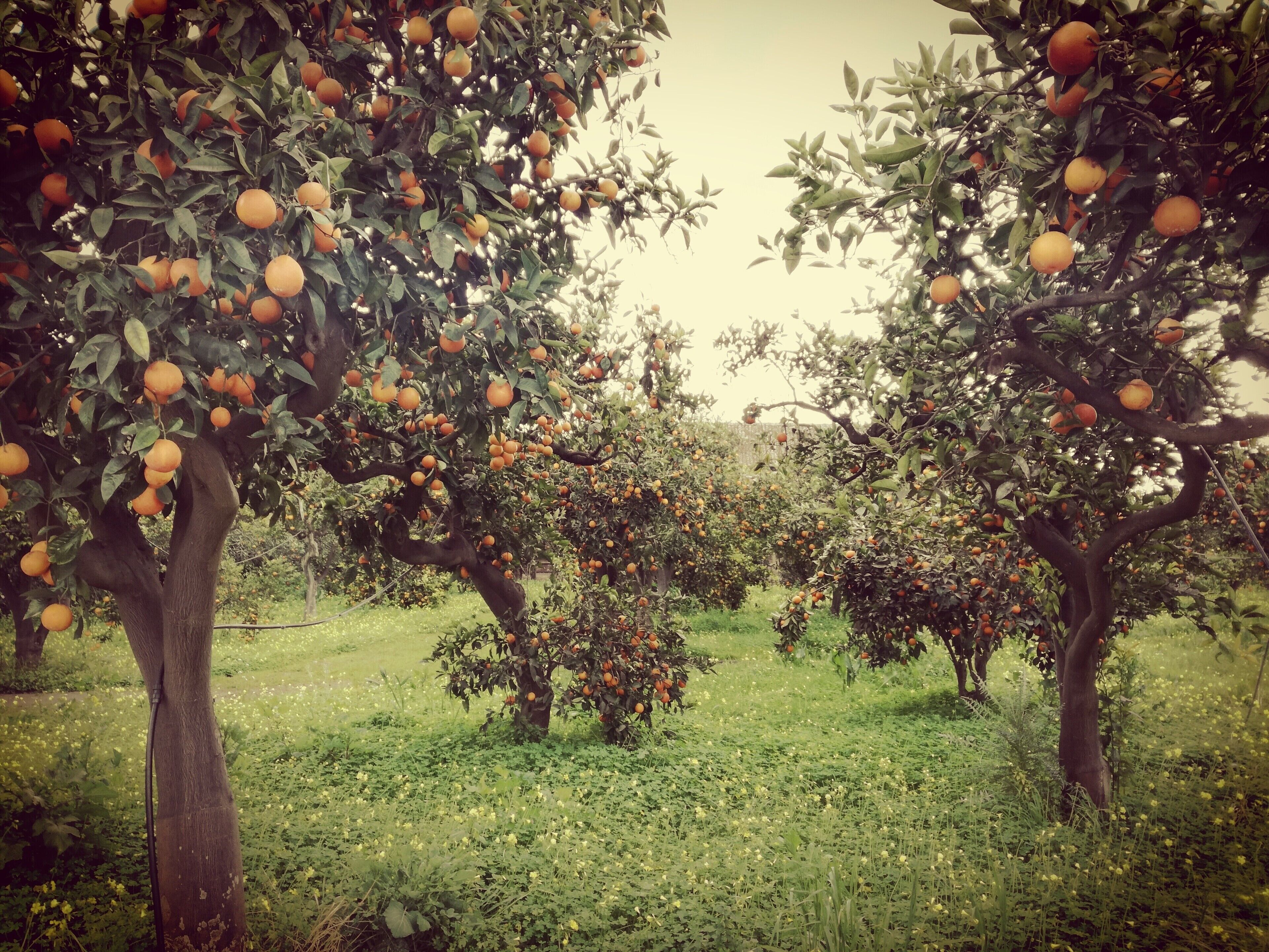 Foto - Tenuta del Gelso