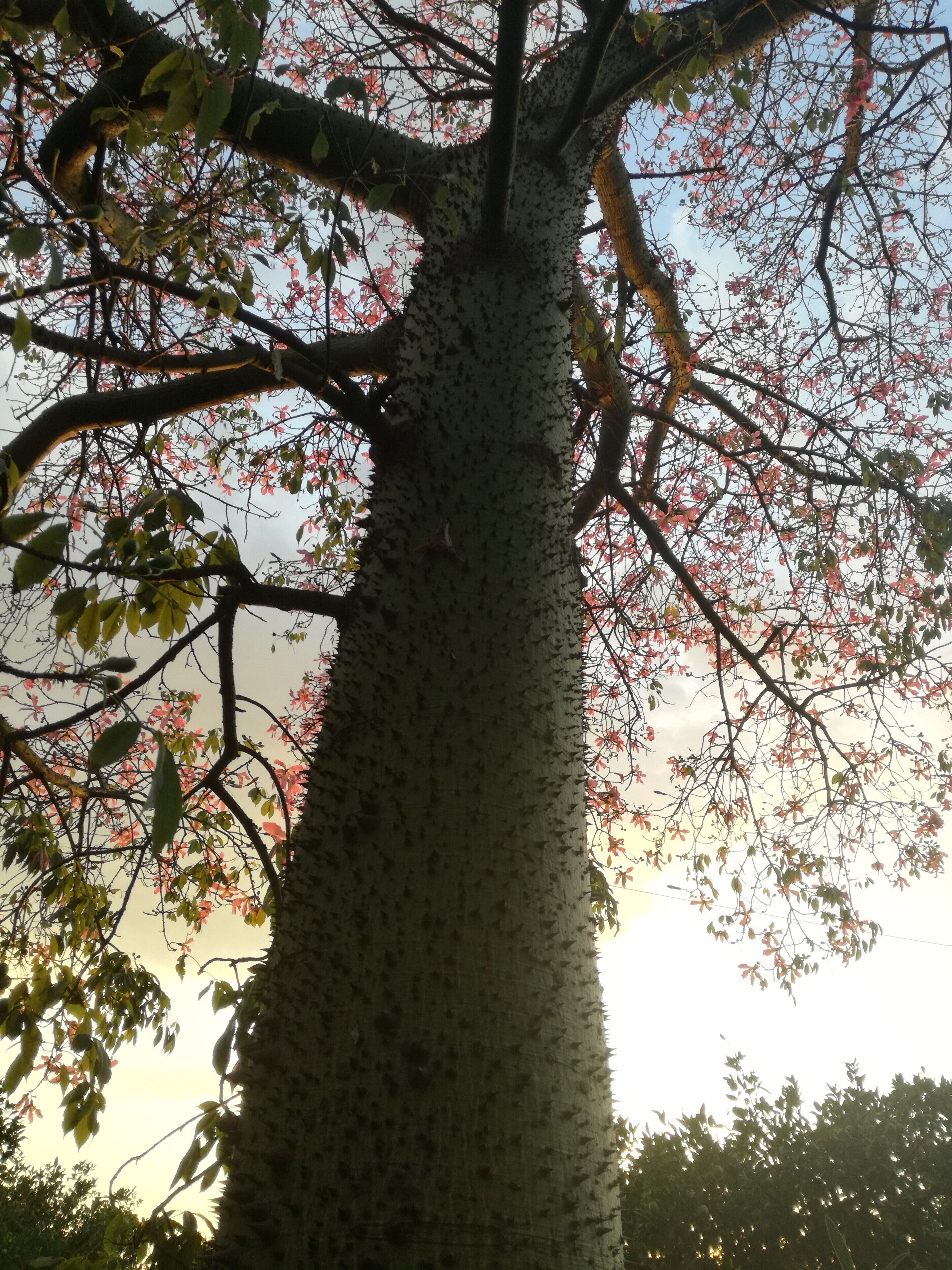 Foto - Tenuta del Gelso