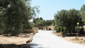A pathway flanked by olive trees leading to a stone wall. - La Trottoria (Otranto)