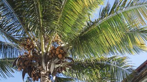 A palm tree with coconuts, a person on a wooden platform, and a building with a flag. - Paje Beach Apartments & Hotel (Paje)