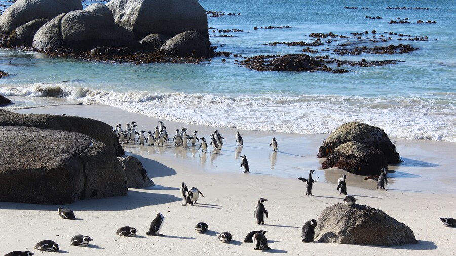 Boulders Beach House